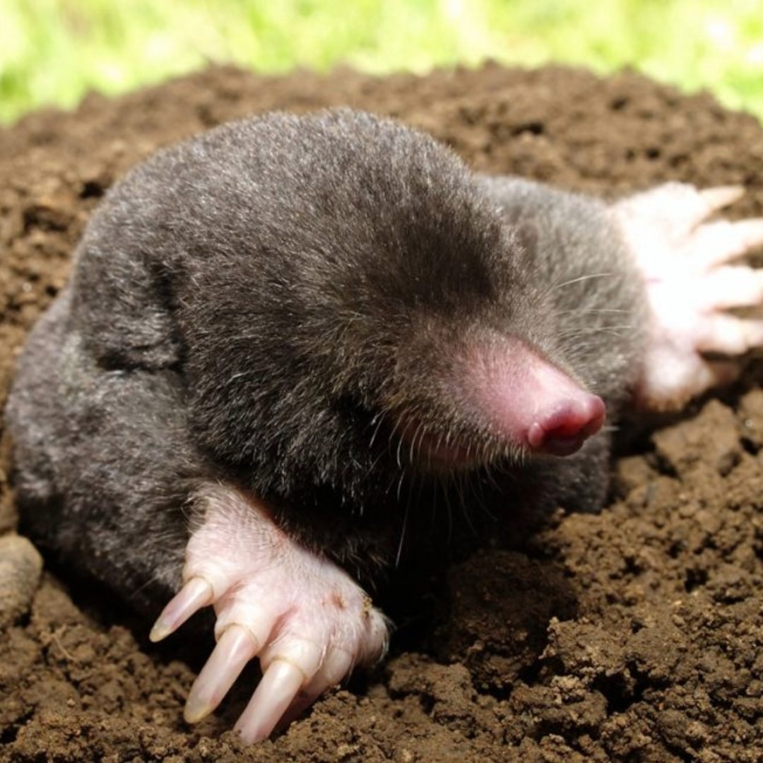 Mole Trapping