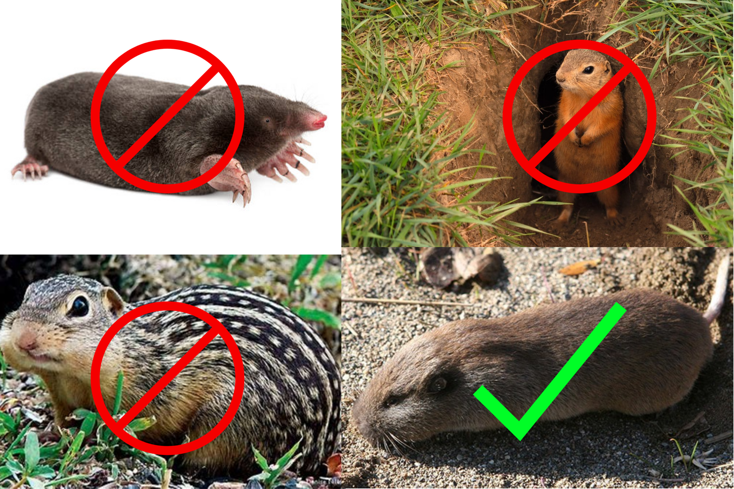 World's Best Gopher Traps