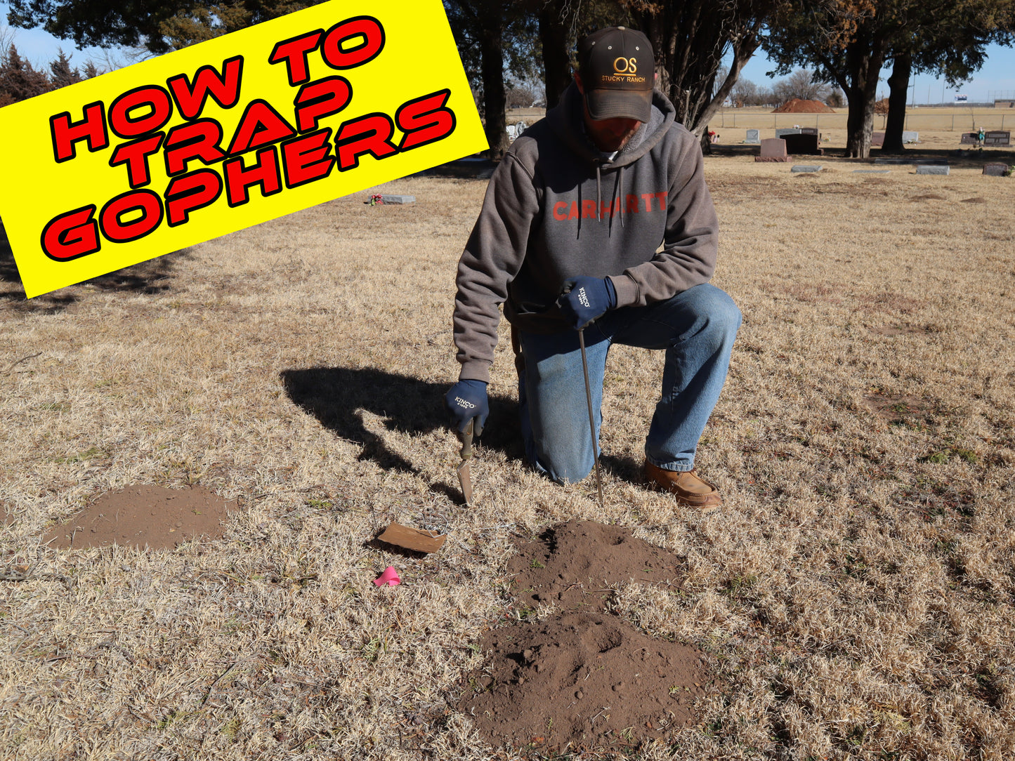 how to trap gophers
