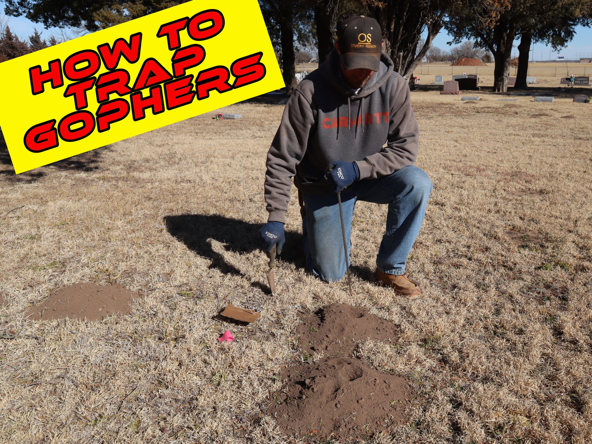 how to trap gophers