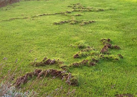 Complete Mole Trapping Kit featuring Worlds Best Mole Traps