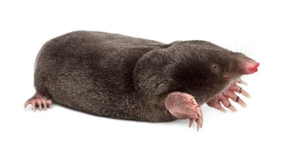 Complete Mole Trapping Kit featuring Worlds Best Mole Traps