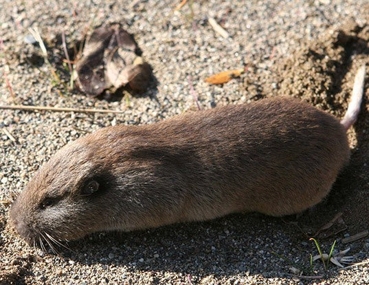 World's Best Gopher Traps