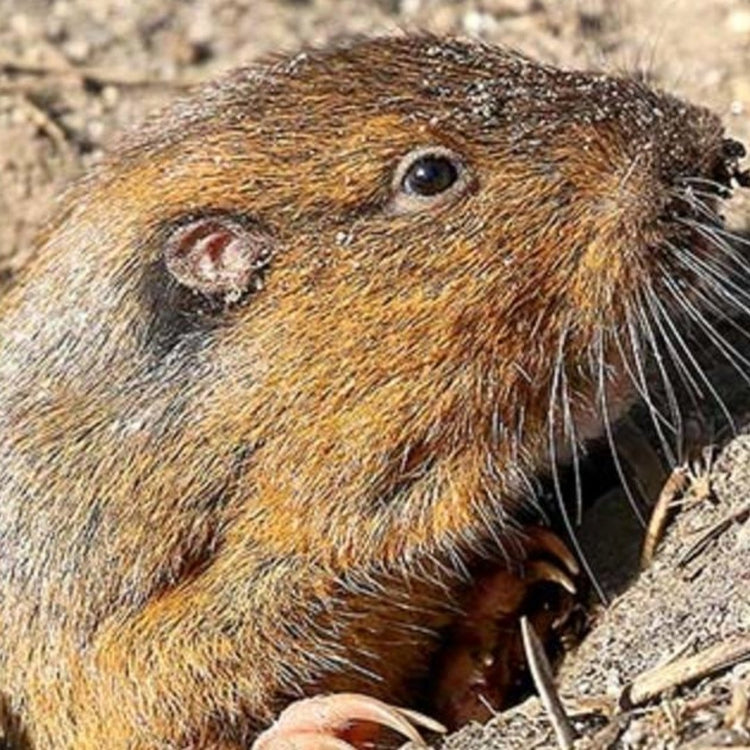 Complete Gopher Trapping Kits and Supplies – Get Gophers