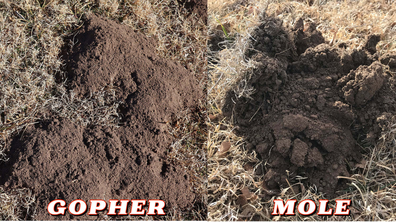 Complete Gopher Trapping Kits and Supplies – Get Gophers