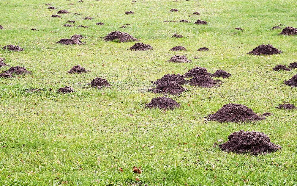 Deluxe Gopher Trapping Kit