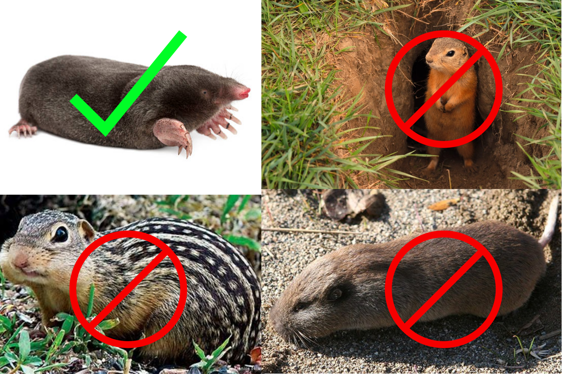 Mole Traps Compared - we review the Best, the OK, and the pointless.